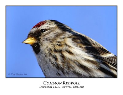 Common Redpoll-004