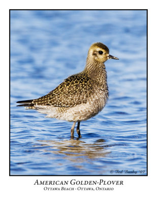 American Golden-Plover-001