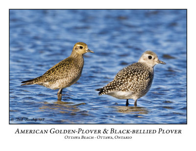 American Golden-Plover-002