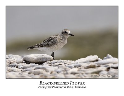 Black-bellied Plover-001