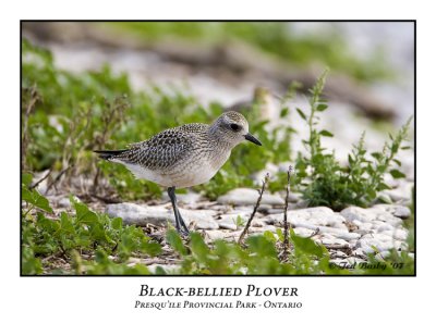Black-bellied Plover-002