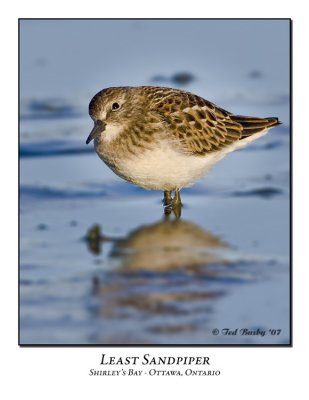 Least Sandpipers