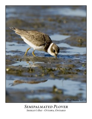 Semipalmated Plover-002