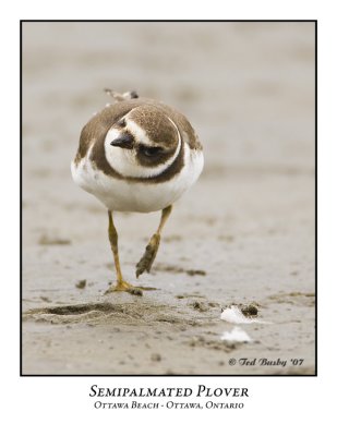 Semipalmated Plover-003