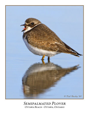 Semipalmated Plover-004