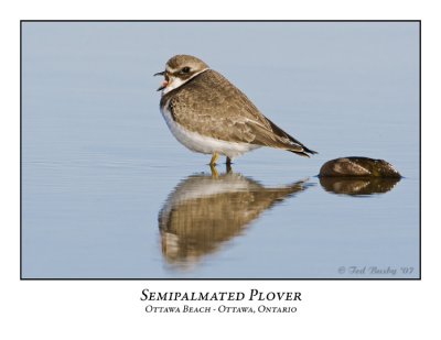 Semipalmated Plover-005