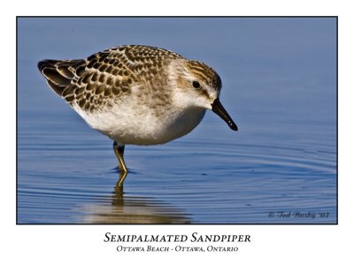 Semipalmated Sandpipers