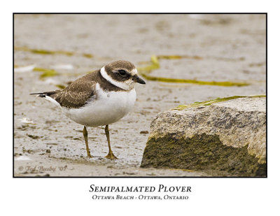 Semipalmated Plover-006