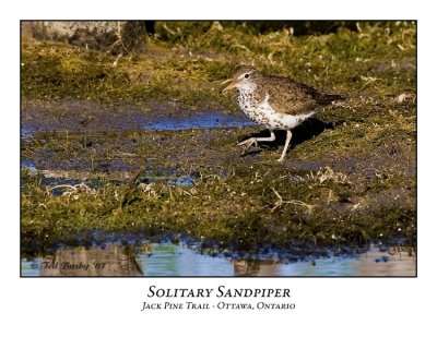 Solitary Sandpiper-001