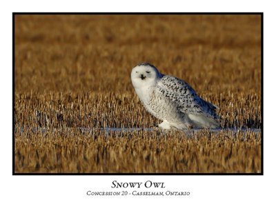 Snowy Owl-007