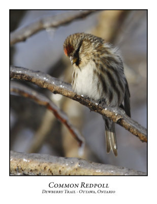 Common Redpoll-010