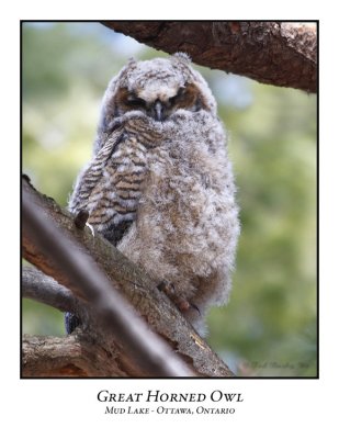 Great Horned Owl--005