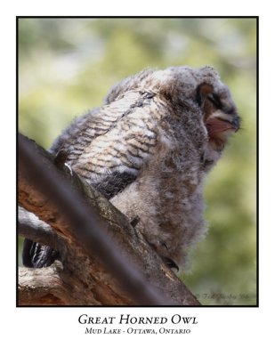Great Horned Owl-006