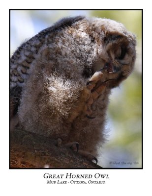 Great Horned Owl-007