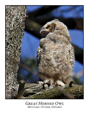 Great Horned Owl-008