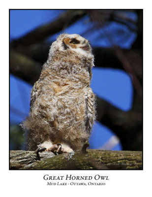 Great Horned Owl-009
