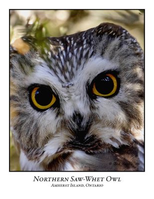 Northern Saw-whet Owl-003