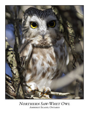 Northern Saw-whet Owl-004