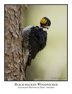 Black-backed Woodpeckers