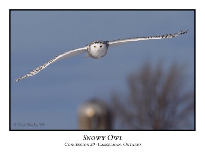 Snowy Owl-013