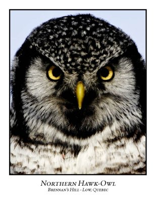 Northern Hawk-Owl-018