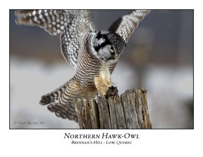 Northern Hawk-Owl-019