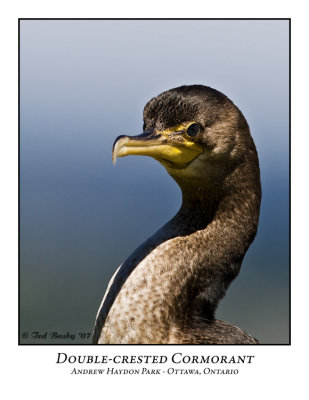 Double-crested Cormorant-003
