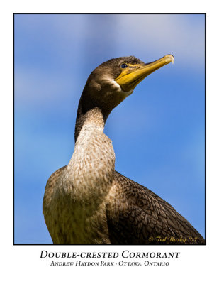 Double-crested Cormorant-005