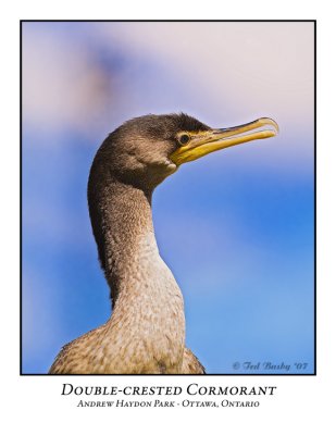 Double-crested Cormorant-006