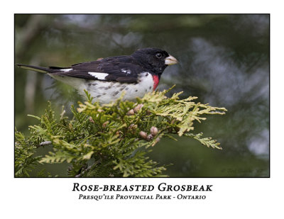 Rose-breasted Grosbeak-001