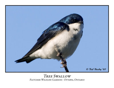Tree Swallow-003
