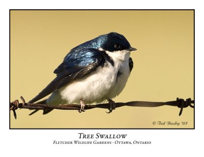 Tree Swallow-004