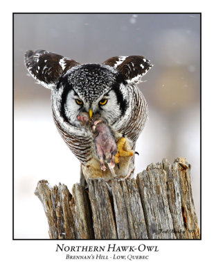 Northern Hawk-Owl-021