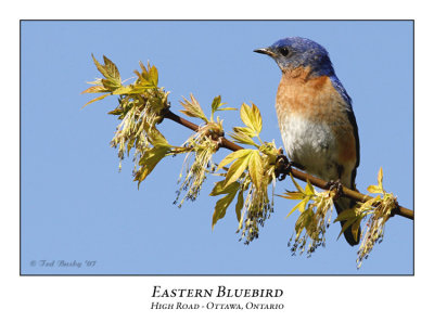 Eastern Bluebird-009