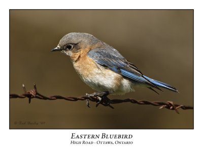 Eastern Bluebird-012