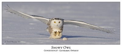 Snowy Owl-016