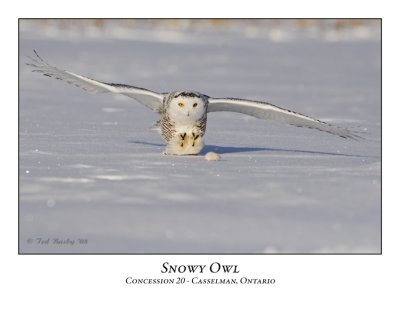Snowy Owl-015