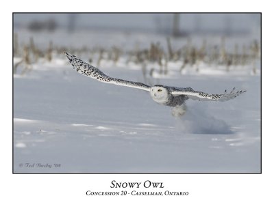 Snowy Owl-017