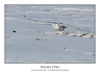 Snowy Owl-019