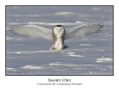 Snowy Owl-021