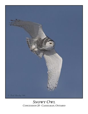 Snowy Owl-022