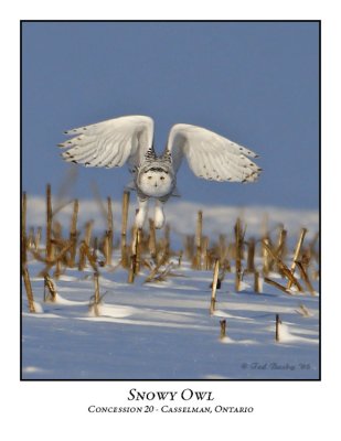 Snowy Owl-024