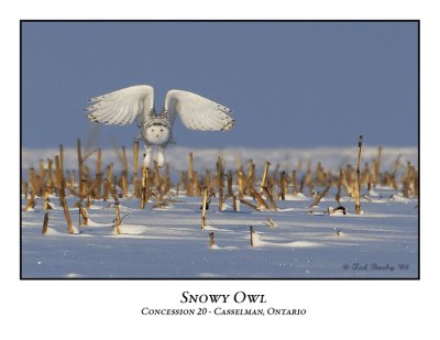 Snowy Owl-025