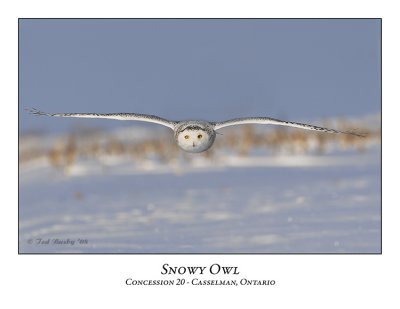Snowy Owl-026