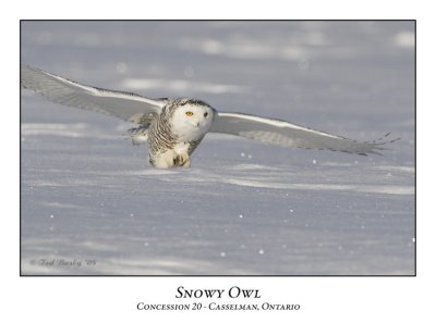 Snowy Owl-028