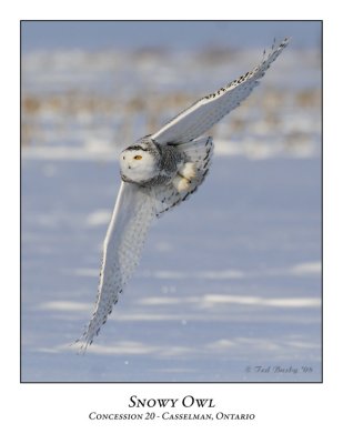 Snowy Owl-030