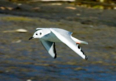 g4/01/558301/3/52360786.LittleGull1a.jpg