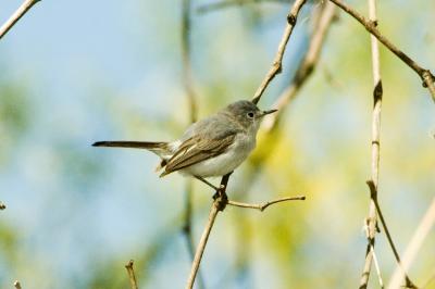 g4/01/558301/3/59457004.BlueGreyGnatcatcher042906b.jpg