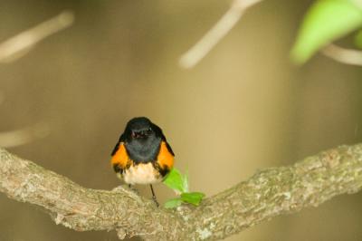 Warblers and Small Birds