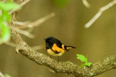 g4/01/558301/3/60184153.AmericanRedstart051306e.jpg